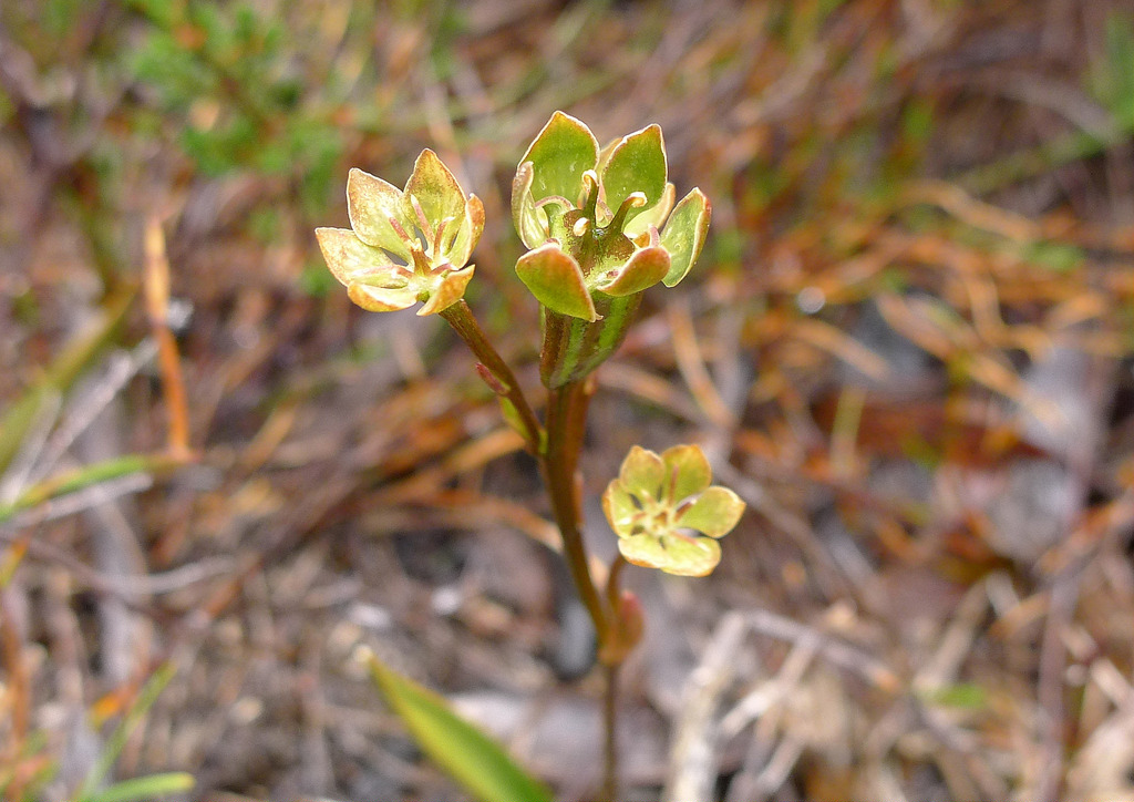 Представитель Семейства Campynemataceae